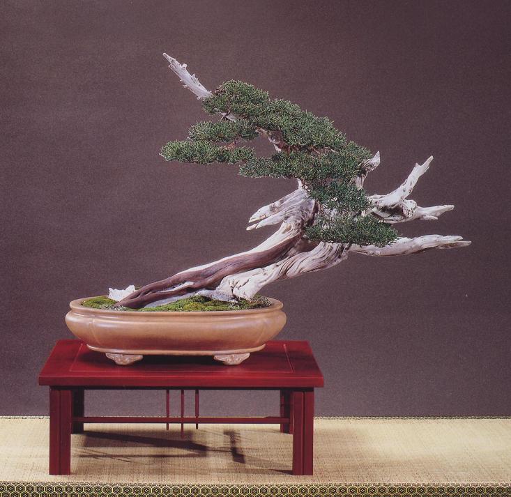 bonsai (15).jpg