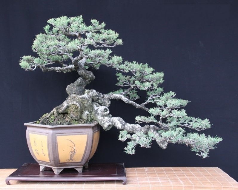 Casuarina equisetifolia Budi Sulistyo_conew1.jpg