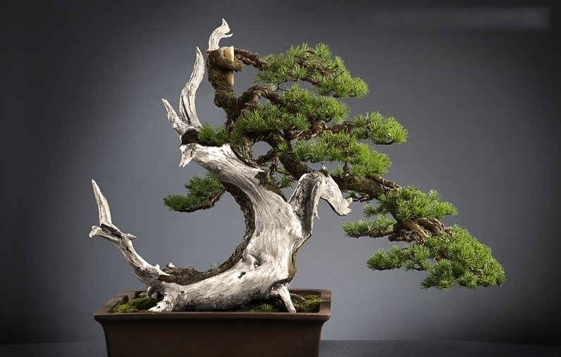 Pinus mugo by Michael Tran_conew1.jpg