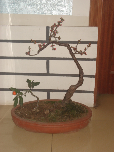 DSC00014.JPG