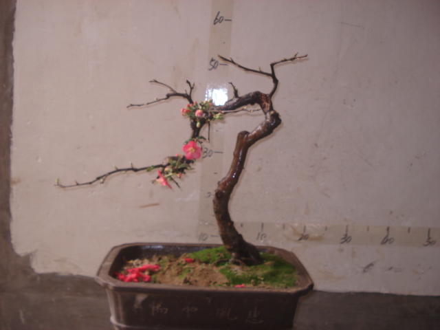 DSC00044.JPG