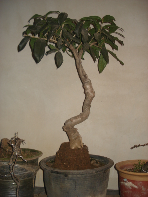 DSC00026.JPG