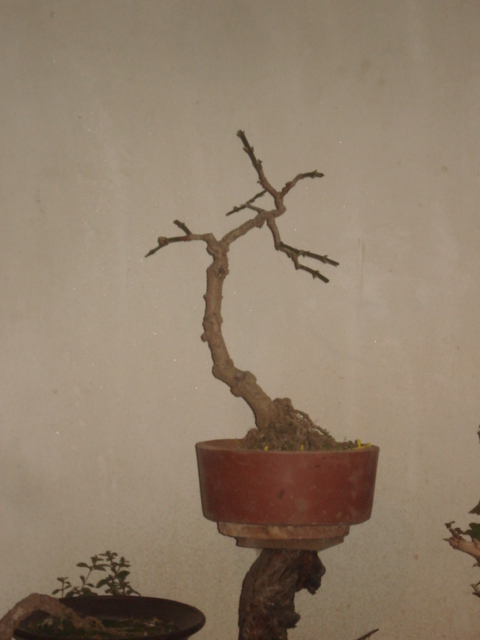 DSC00029.JPG