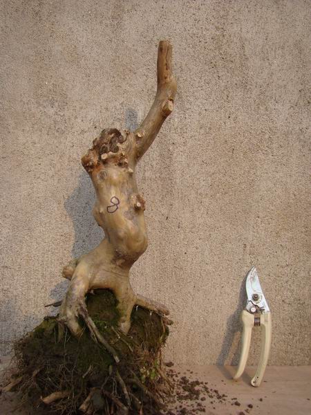 DSC00038.jpg
