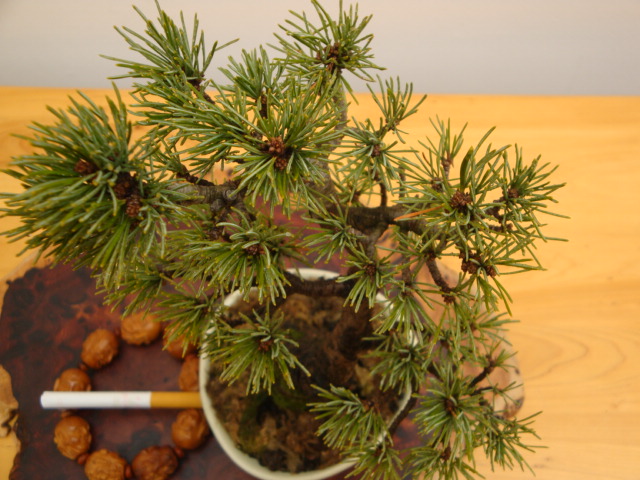 DSC08033.JPG