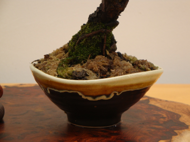 DSC08027.JPG