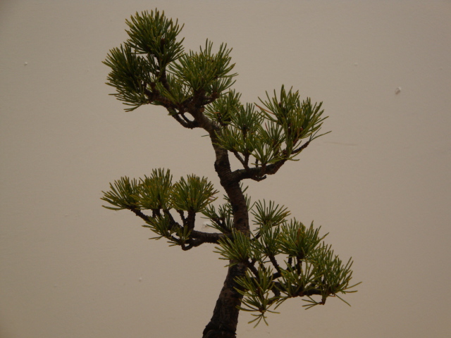 DSC08029.JPG
