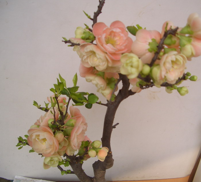˫˺hua12311.JPG