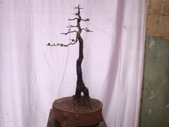 DSC06410.JPG