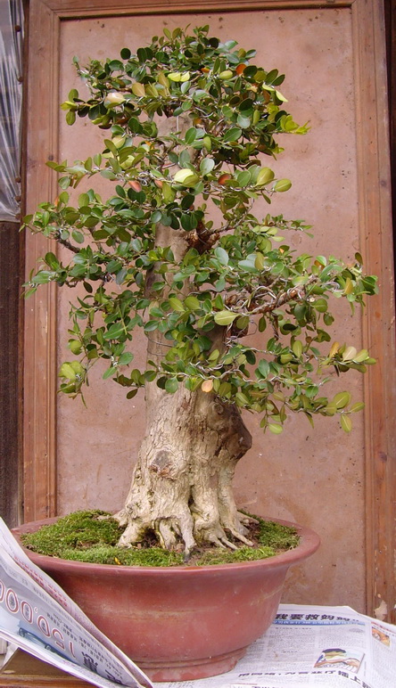 SNV37780.JPG