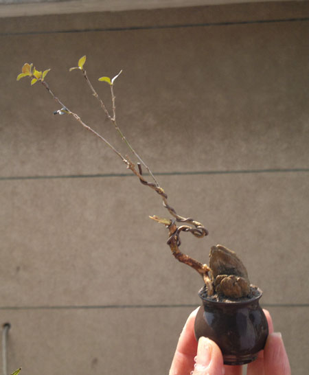 20120312626.jpg