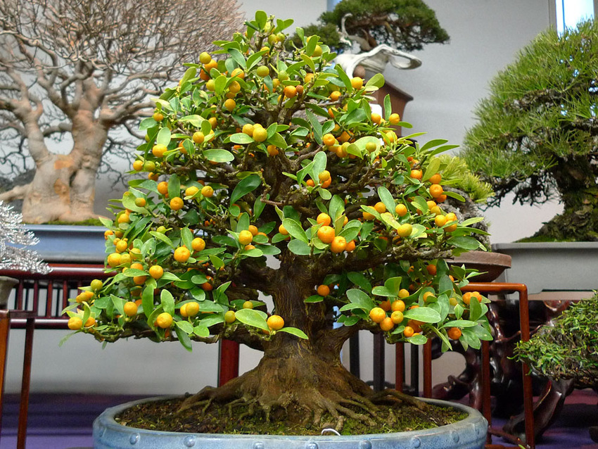 090c0.jpg