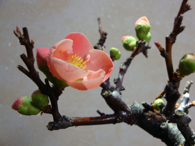 DSC08227.JPG