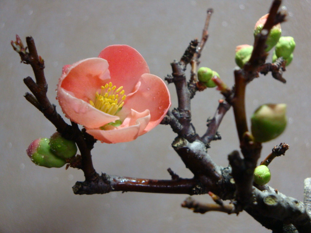 DSC08226.JPG