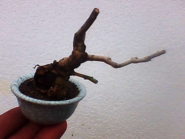 IMG1013A.jpg