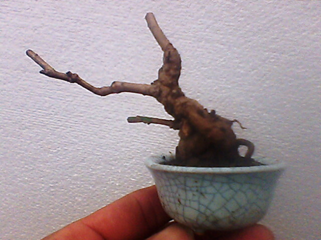 IMG1015A.jpg