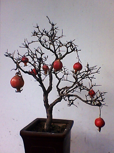 IMG0756A.jpg