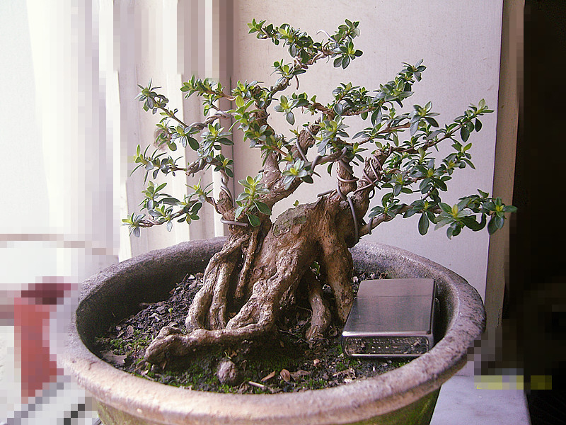 SNC10498_.jpg
