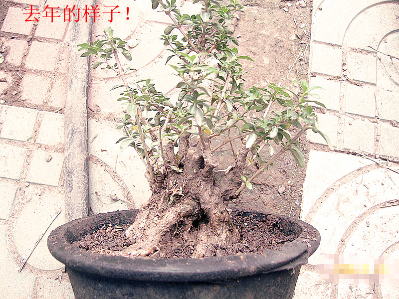 SNC10175_.jpg