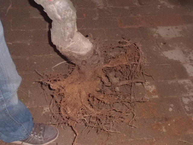 CIMG0846.JPG