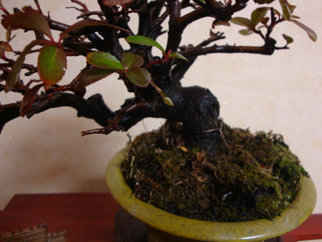 DSC07740.JPG