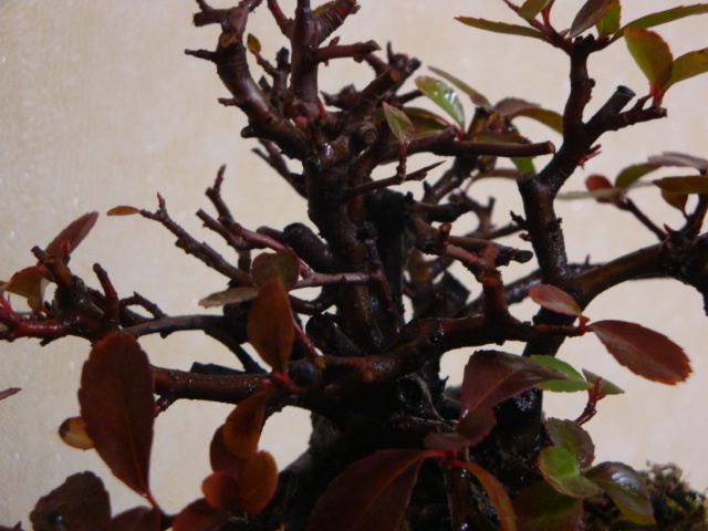 DSC07741.JPG