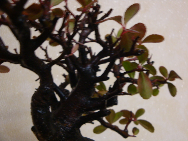 DSC07743.JPG
