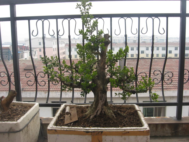 201036 009.jpg