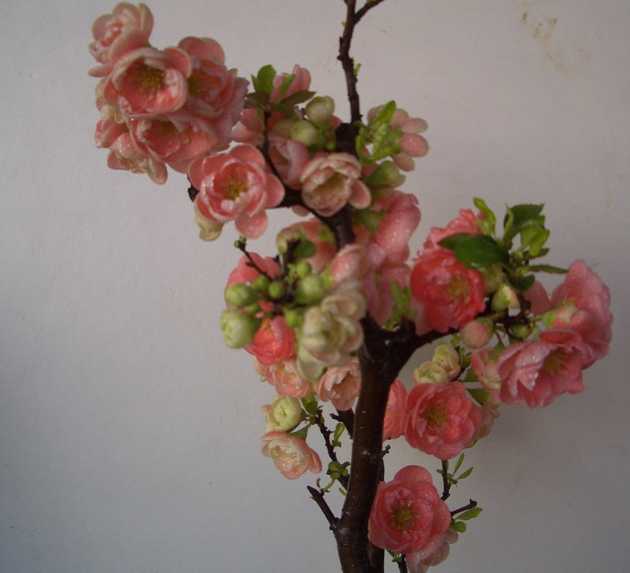 ˫˺hua12314.JPG