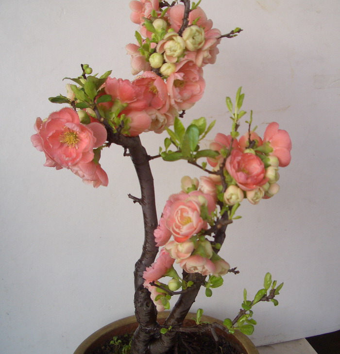˫˺hua12314a.JPG