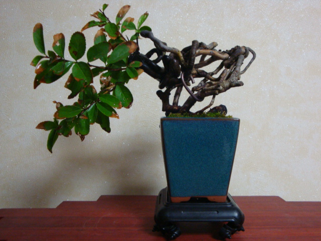 DSC06485.JPG