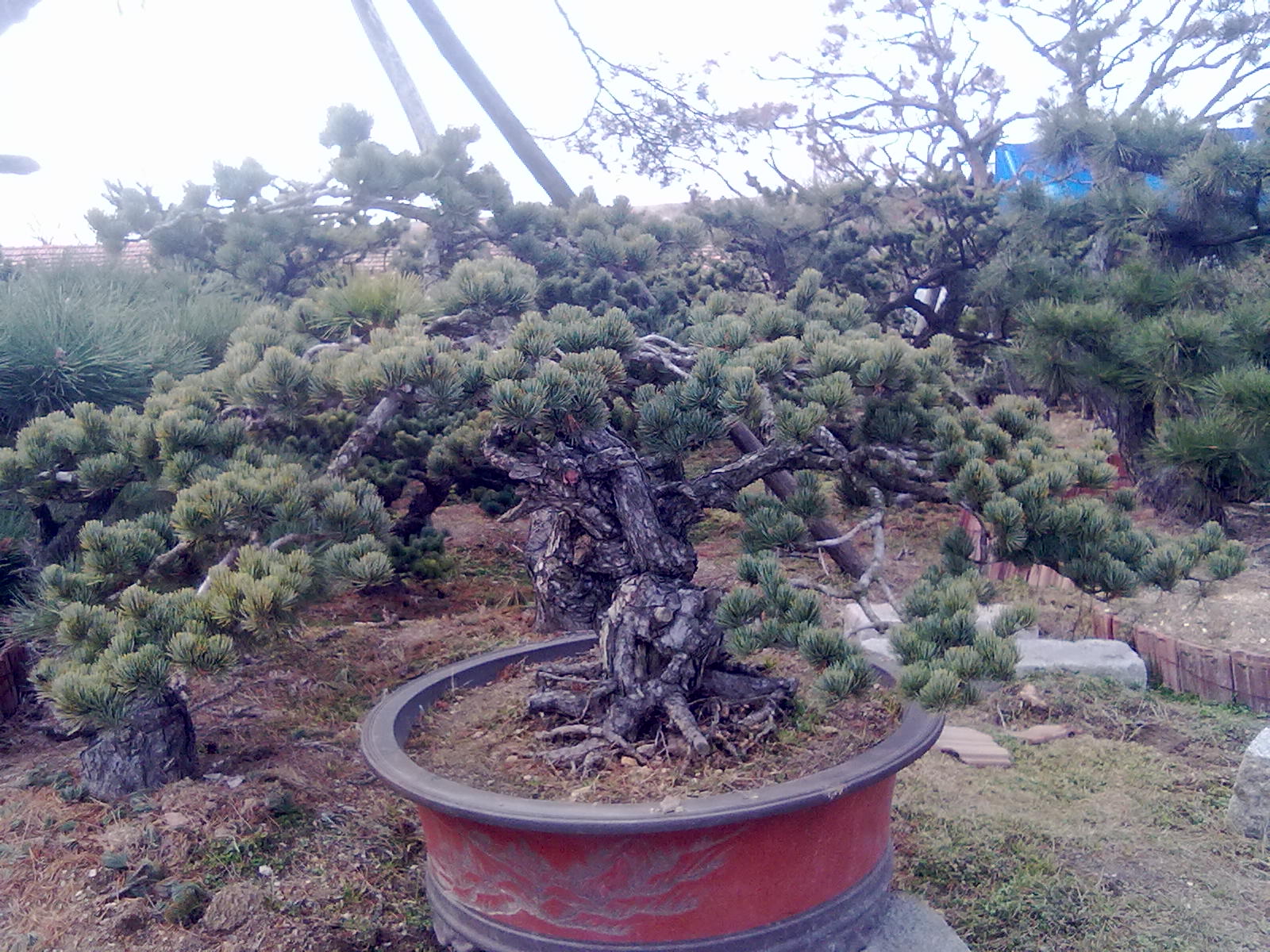 20120309392.jpg