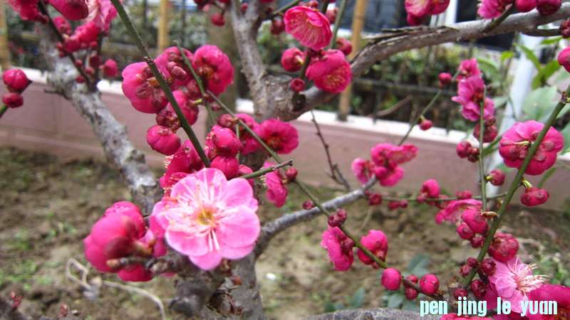 IMG_1522_С.JPG