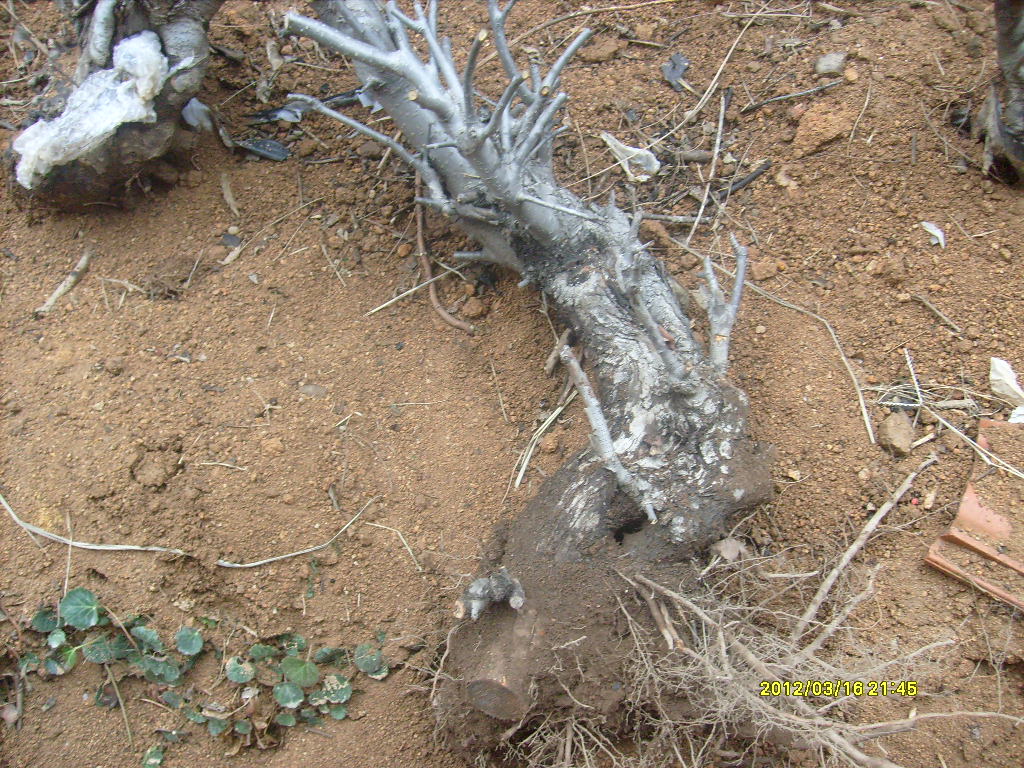 S7306277.JPG