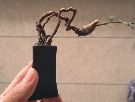 20120317633.jpg