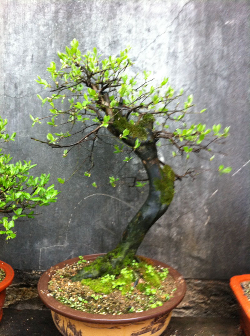 100APPLE_IMG_0490.jpg