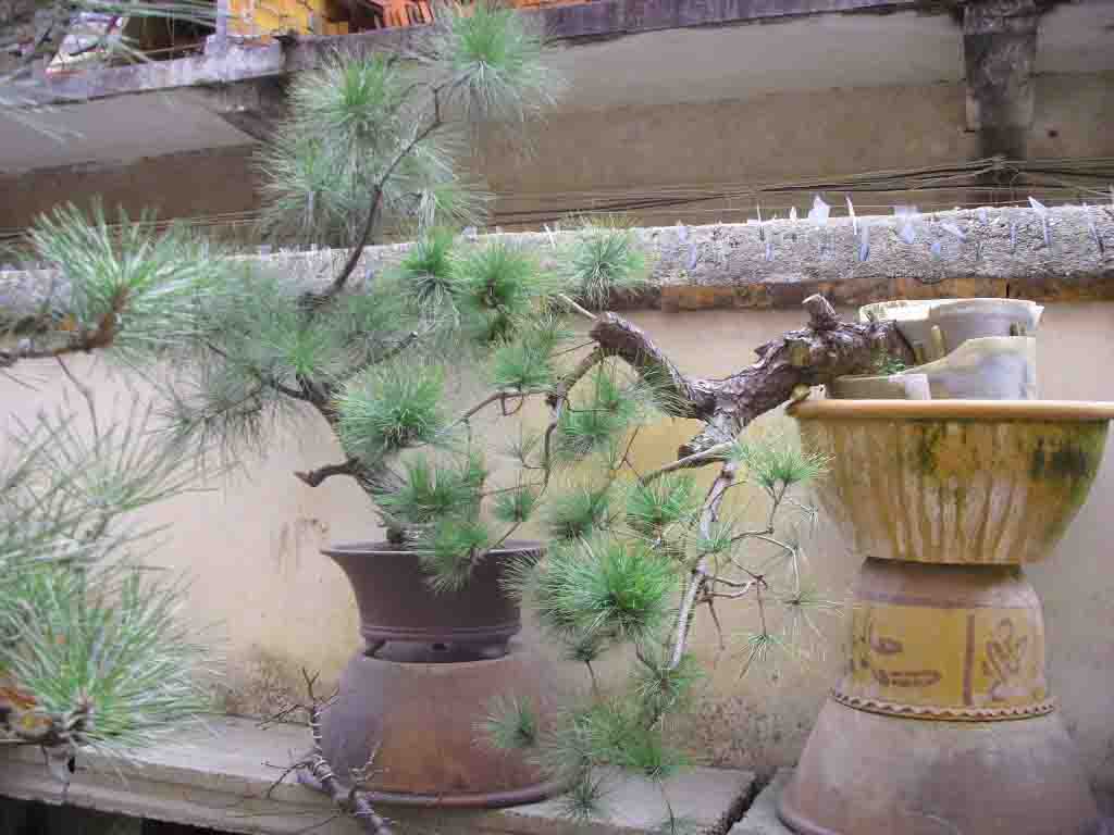SDC12525.JPG