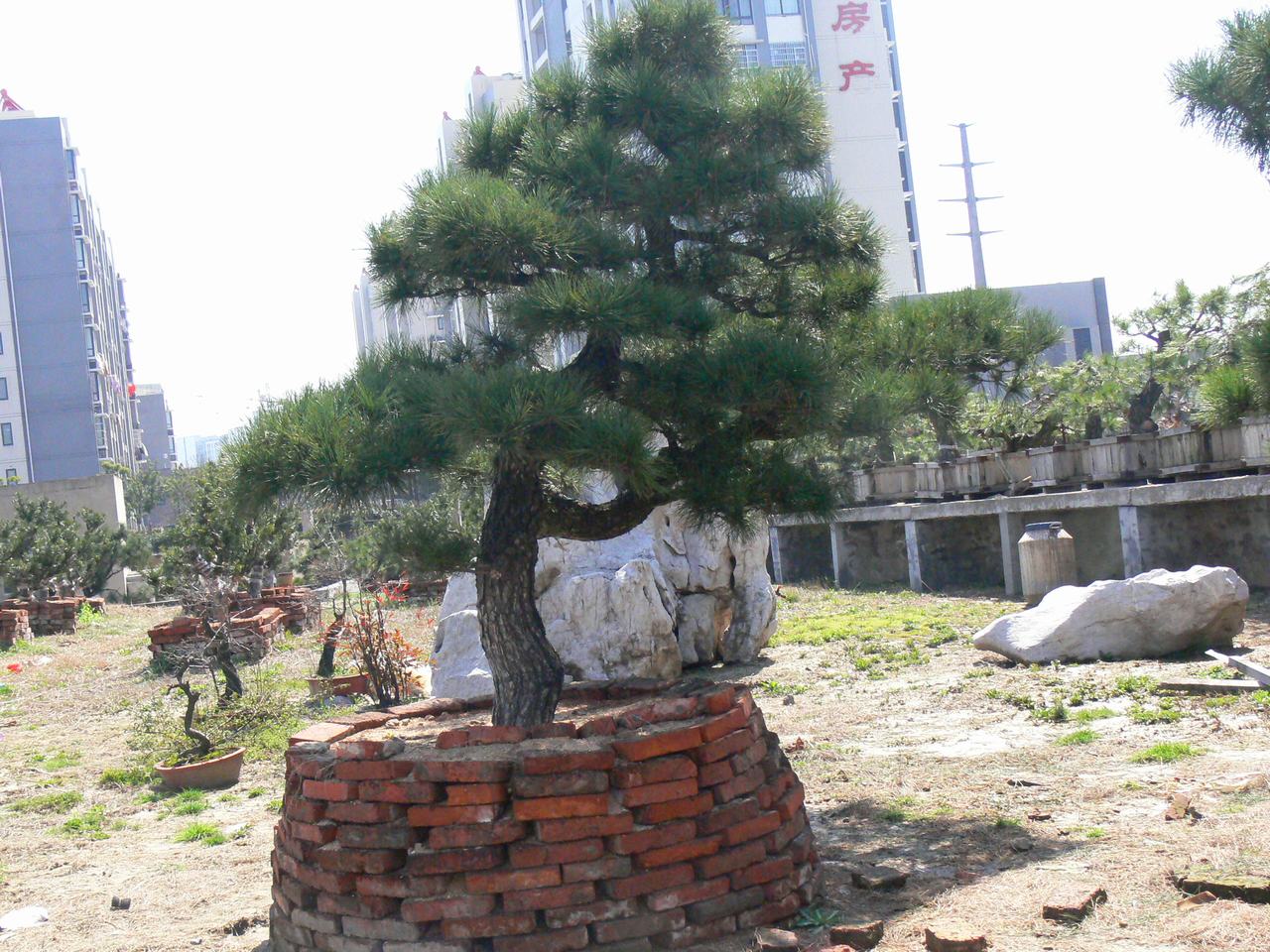 P1030895.JPG