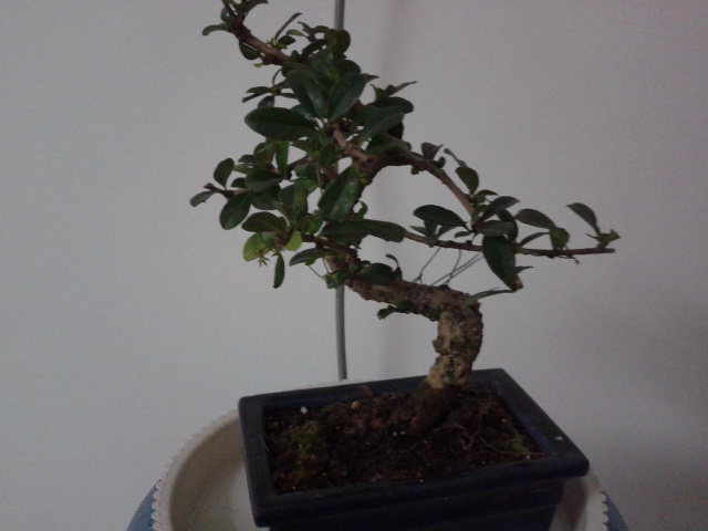 2012-03-25 21.17.14.jpg