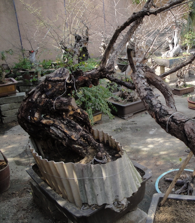 DSC08565.JPG