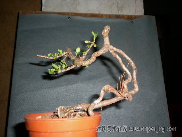 080645z7klqrc08rqc7pf5.jpg