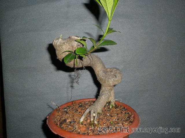 071639uemg18p5ppw1jaqq.jpg