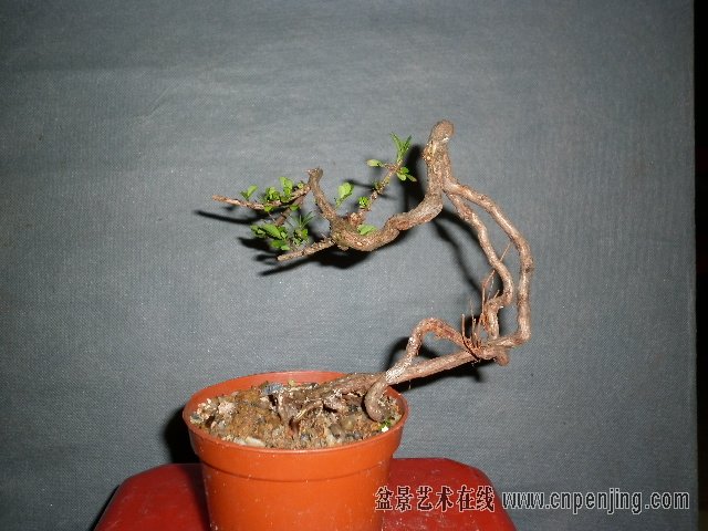080635ige34ihhtpte3t7i.jpg