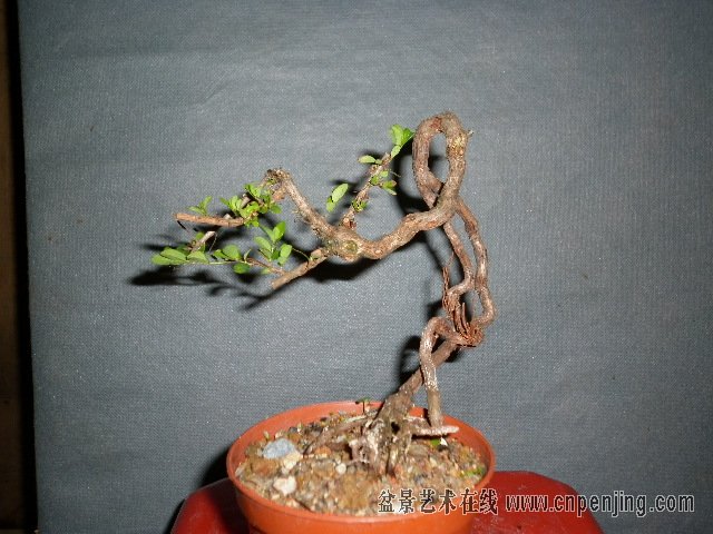 080639sr2dwmhmlsz96ara.jpg
