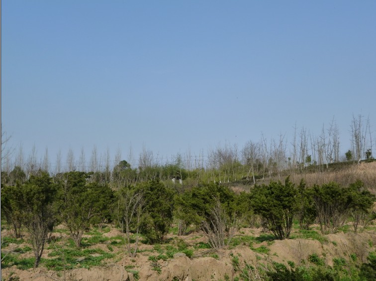 86.jpg