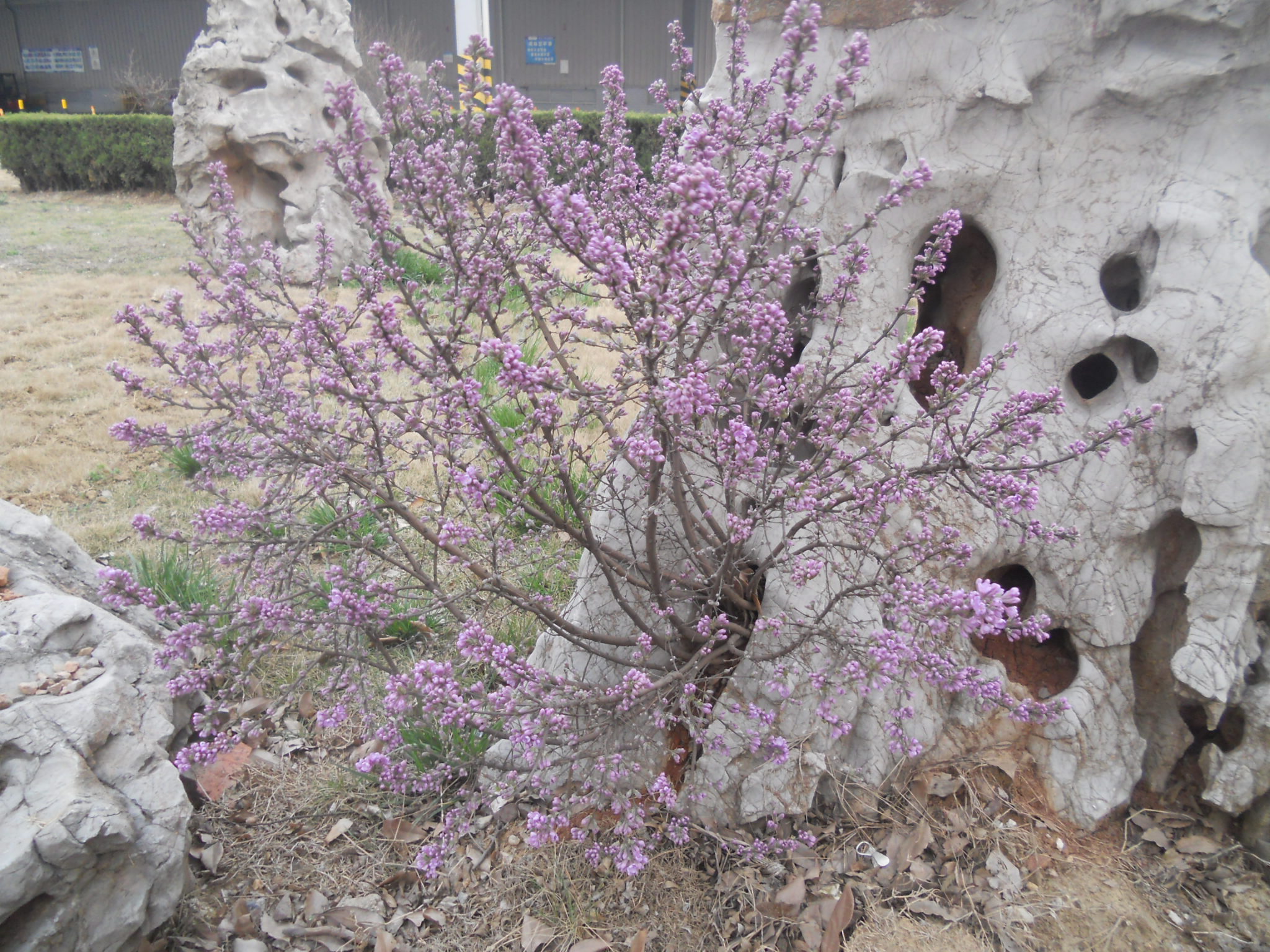 DSCN2547.jpg