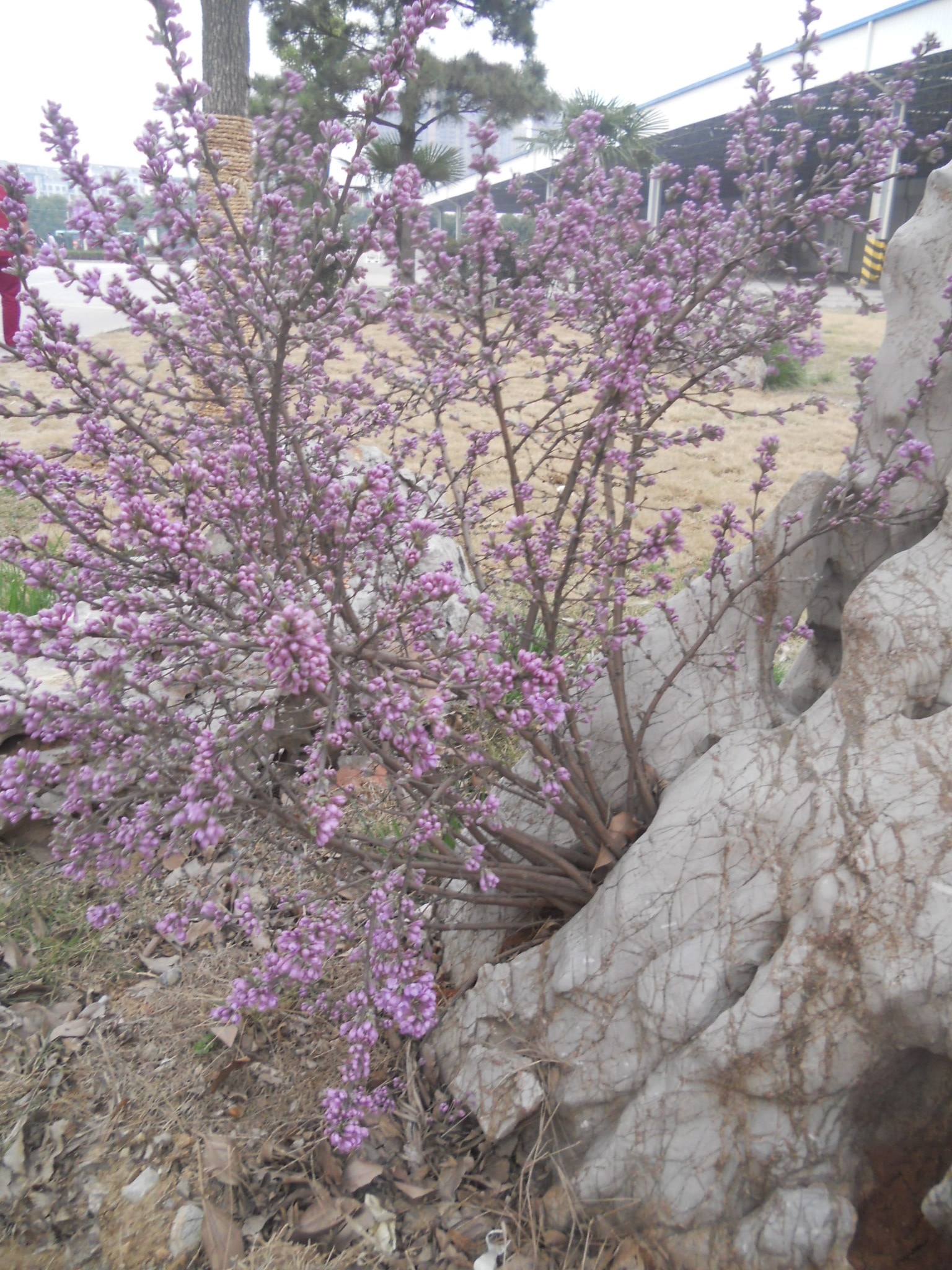 DSCN2549.jpg