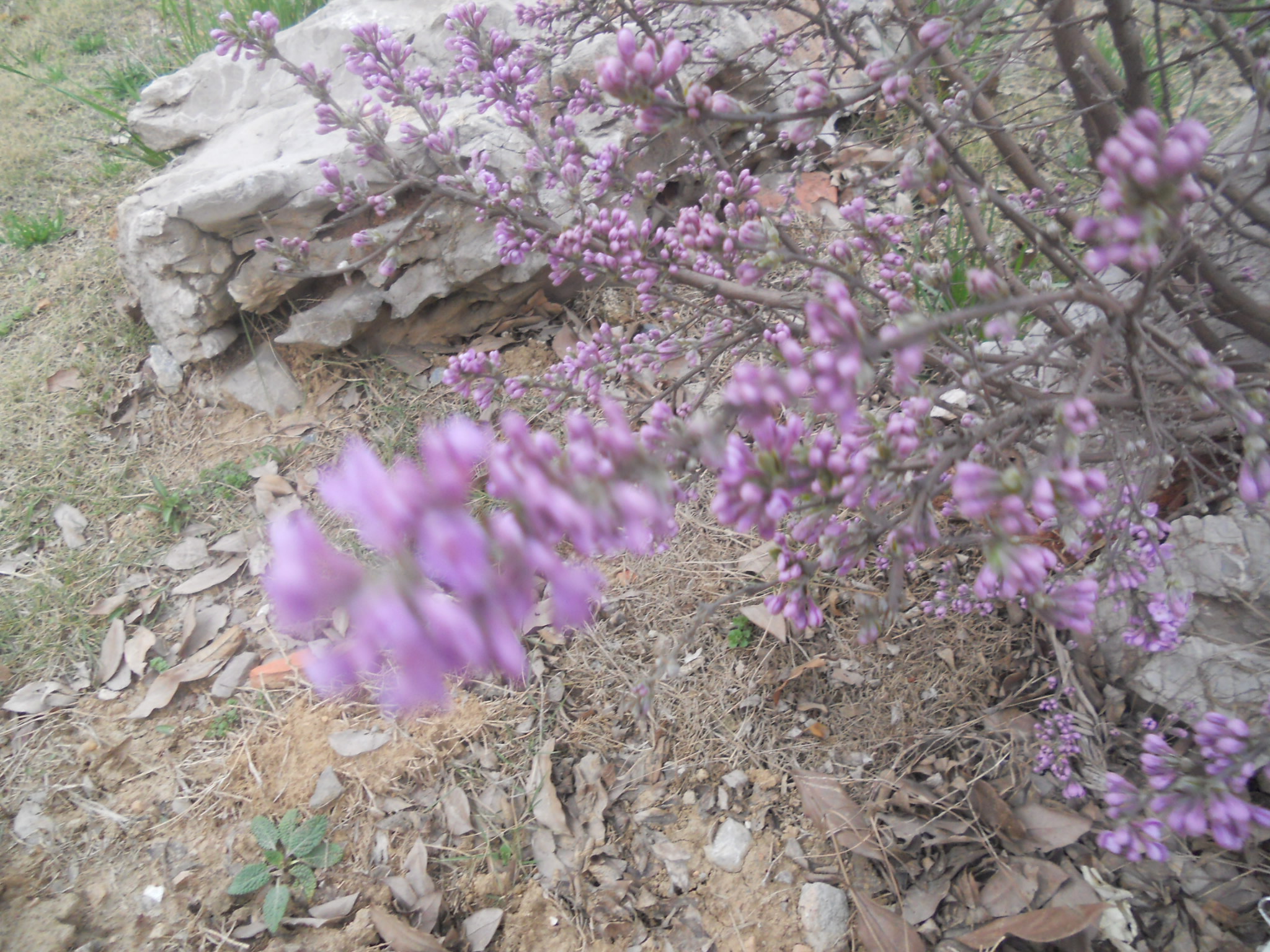 DSCN2550.jpg