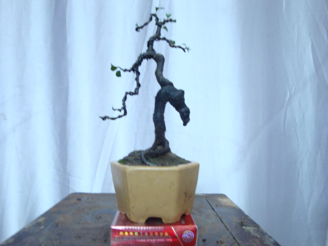 DSC06599.JPG