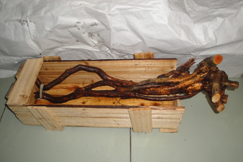 DSC08585.JPG